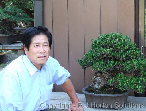 Bonsai Mr Kimura 